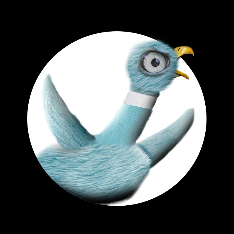 Pigeon